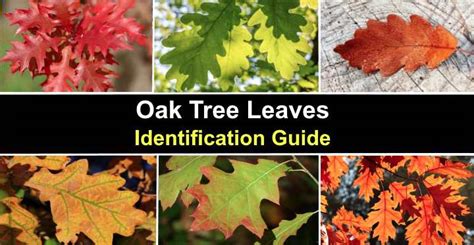 oak & luna reviews|oak tree leaves identification chart.